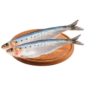 сардина-иваси