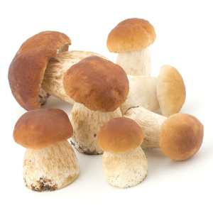 грибы-белые-аа